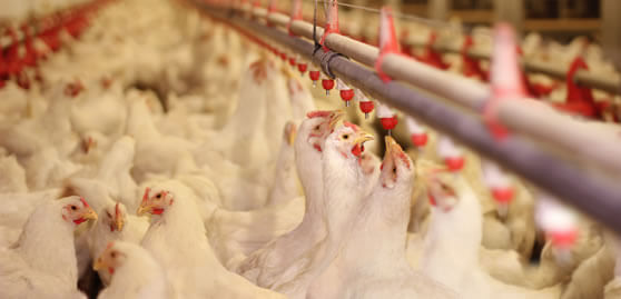peristaltic metering pumps for animal health water injections